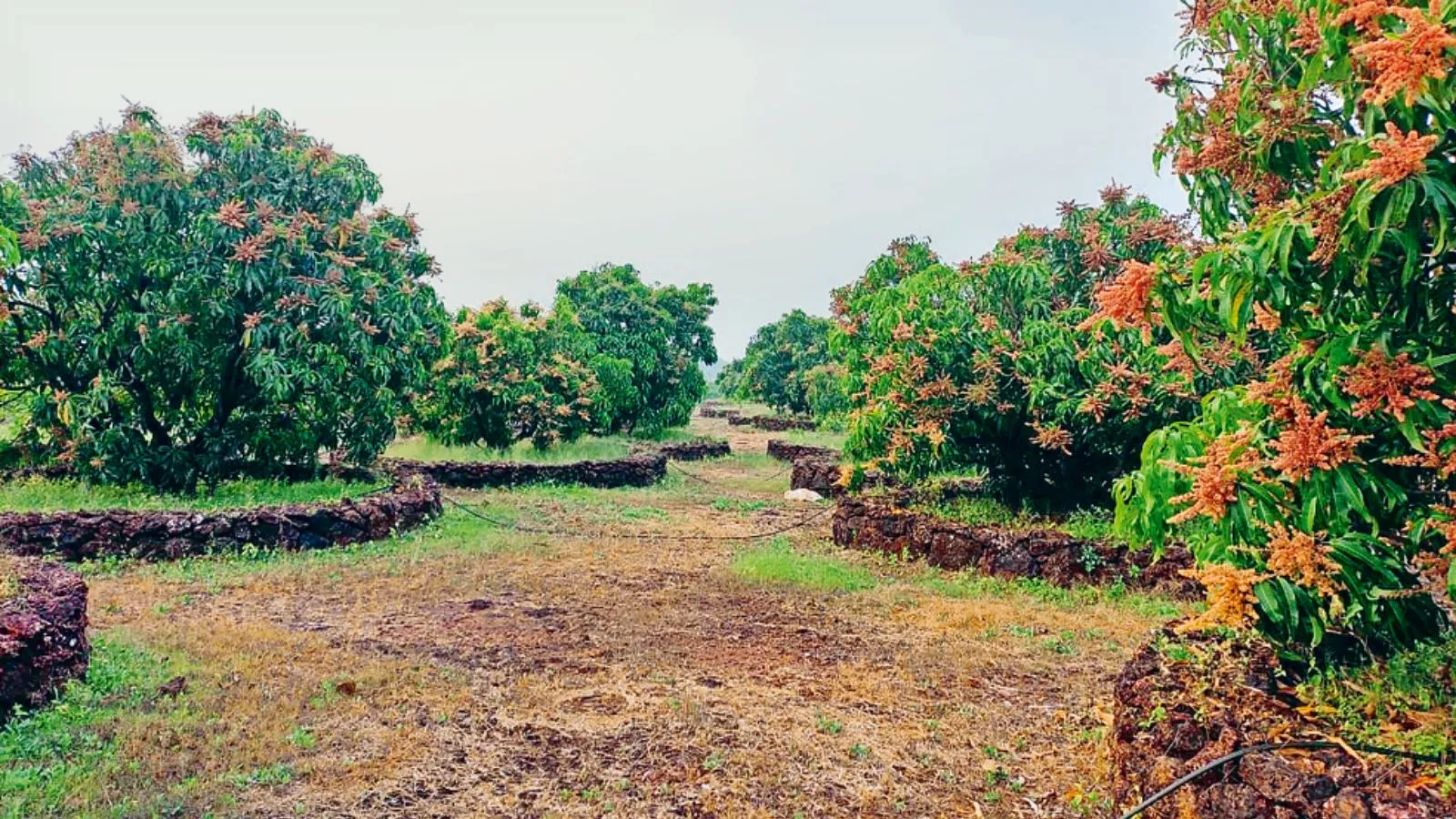 Devgad Alphonso Mango Orchard Experience