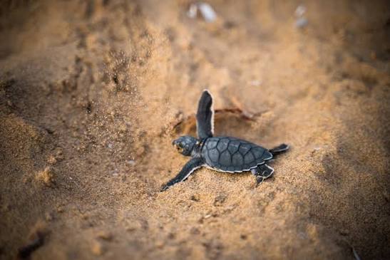 Guhagar Olive Ridley Turtle Experience