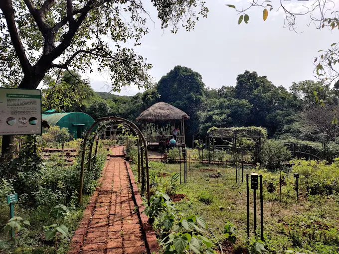 Guided Jungle Nature Walk photo 2