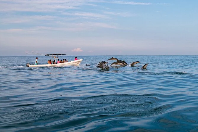 Harnai Dolphin-Watching Boat Ride