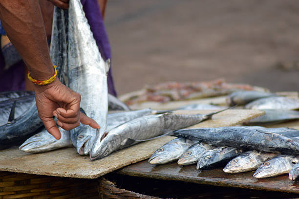 Harnai Live Fish Auction Experience photo 2