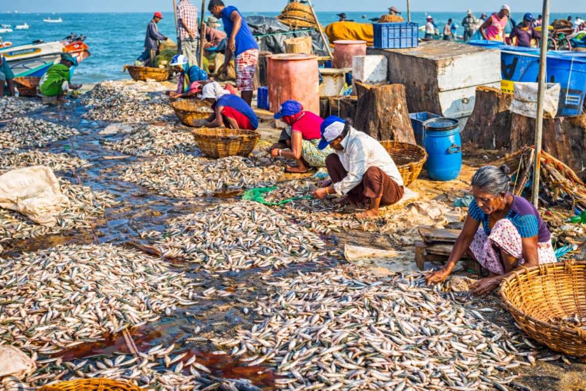 Harnai Live Fish Auction Experience