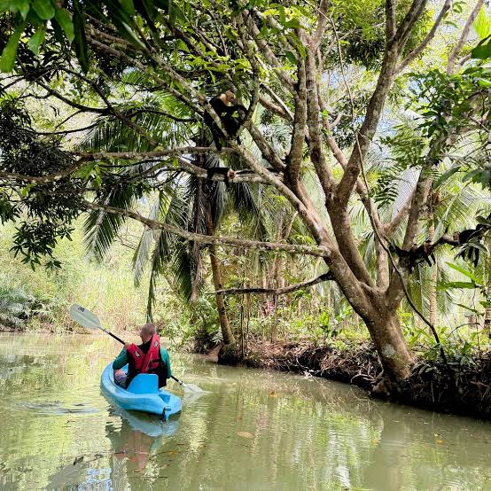 Mangrove Kayaking Experience photo 3