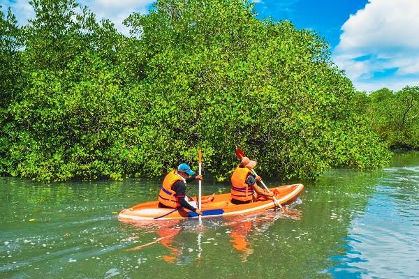 Mangrove Kayaking Experience photo 4