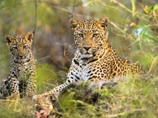 Phansad Wildlife Sanctuary