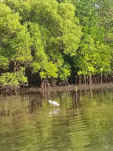 Taramumbari Mangrove Safari photo 2