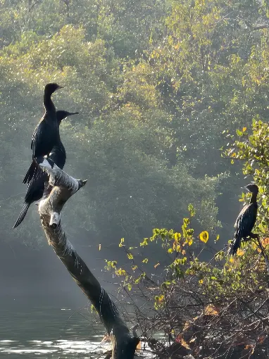 Taramumbari Mangrove Safari photo 3