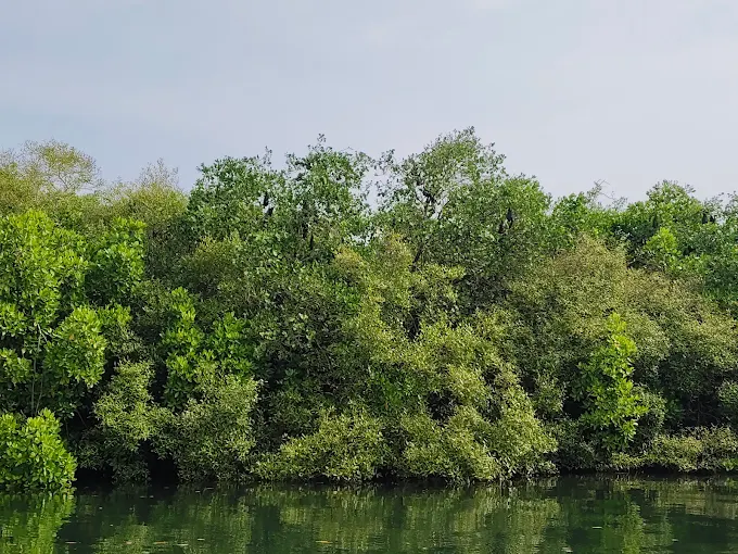 Taramumbari Mangrove Safari