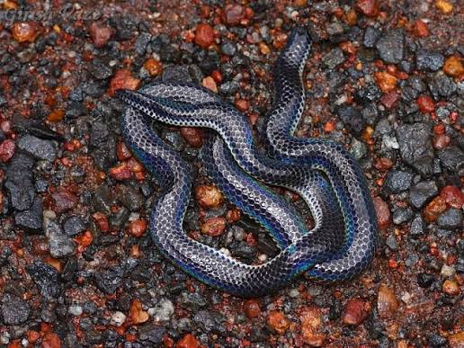 Amboli Herpetofauna Night Trail photo 3