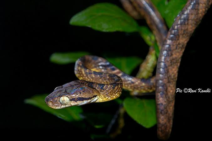 Amboli Herpetofauna Night Trail photo 4