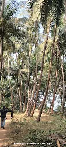 Pankhol Juva Mangrove Reserve photo 3